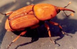 Plaga Rhynchophorus ferrungineus