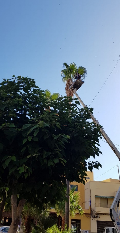 Poda palmeras Xorros Poda palmeras Xorros